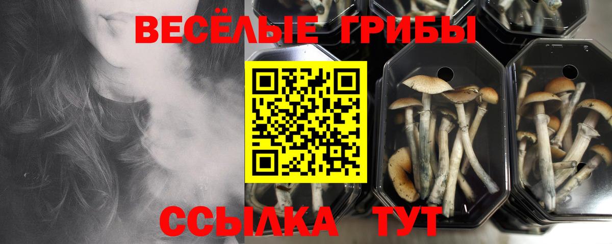 хочу   Вход с VPN  Гатчина  Галлюциногенные грибы MAGIC MUSHROOMS 